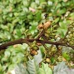 Bertiera racemosa Fruit