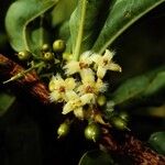 Ximenia americana Fruit
