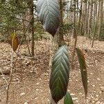 Frangula caroliniana Leaf