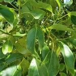 Cinnamomum glanduliferum Hoja