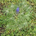 Lupinus cosentinii Лист