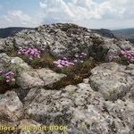 Armeria malinvaudii Habit