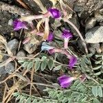 Astragalus missouriensis Цвят