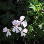 Pelargonium peltatumBlomst