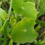 Hydrocotyle verticillata Feuille