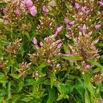 Phlox maculata Otro