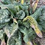 Pulmonaria saccharata 叶