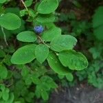 Vaccinium ovalifolium Fruit