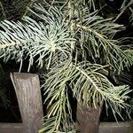 Abies concolor Leaf