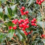 Ilex aquifoliumFruto