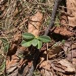 Daphne blagayana Leaf