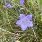 Campanula rotundifolia Flower