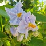 Solanum bonariense Blüte