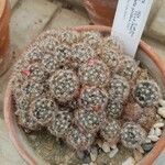 Mammillaria prolifera Hàbitat