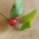 Cocculus pendulus Fruit