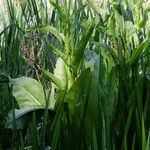 Rumex hydrolapathum Lapas