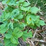 Hibiscus moscheutosFolio