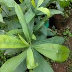 Warburgia ugandensis Feuille