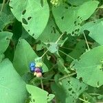 Persicaria perfoliata फल