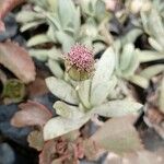 Kleinia fulgens Flower