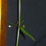 Oldenlandia lancifolia Інше