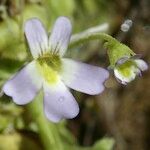 Pinguicula crystallina Žiedas