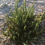 Arthrocnemum macrostachyum Likasa
