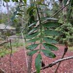 Rhus copallinum Foglia