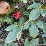 Passiflora vitifolia Flower