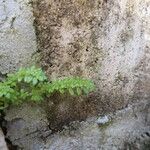 Pilea microphylla Yaprak