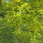 Quercus × rosacea Hoja