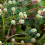 Trifolium squamosum Çiçek