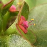 Euphorbia mafingensis Flower