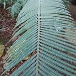 Cycas guizhouensis Leaf