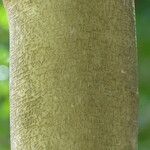 Ficus benjamina Kabuk