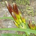 Hemerocallis minor Квітка
