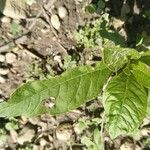 Amaranthus retroflexusഇല