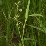 Alysicarpus vaginalis Habit