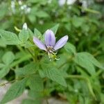 Cleome rutidosperma Hoja