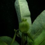 Lonicera angustifolia 整株植物