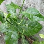 Nicotiana plumbaginifolia Blad