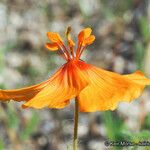 Kallstroemia grandiflora Цвят