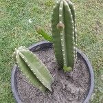 Cereus hexagonus List