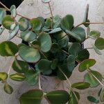 Sedum sieboldii Hoja