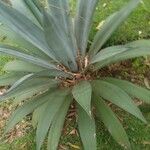 Agave shaferi Листок