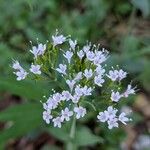 Valeriana montana ফুল