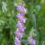 Silene graeca Flor