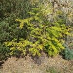 Ailanthus altissimaLeaf