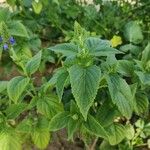 Salvia hispanica Іншае