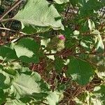 Arctium minus Habit